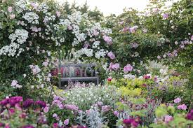 #top5plants, #plantideas, #lowgrowing thanks for watching! Rhs Garden Rosemoor Devon The Shrub Rose Garden In Summer C Rhs Jason Ingram Greatdays Group Travel