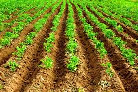 Plan to feed every 7 to 14 days. 8 Of The Best Fertilizers For Potatoes Garden Tabs