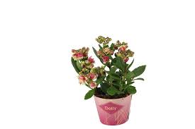 But recently the flowers' color started to fade out and then after a while they got. Kalanchoe Kalanchoe Dolly Florastore