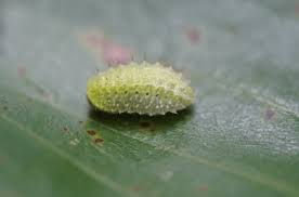 Image result for Apoda limacodes