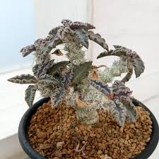 Image result for Monadenium pudibundum