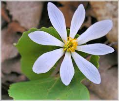 Maybe you would like to learn more about one of these? Early Early Spring Flowers Hiking Michigan