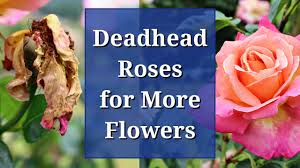 In reality, you can grow rose shrubs like any other plant and revel in the glory of their full bloom. Deadhead Roses For More Flowers Youtube
