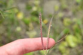 Image result for Dichanthium