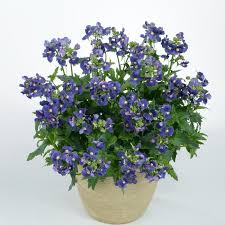 Image result for Nemesia fruticans