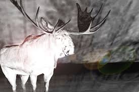This is a surprisingly difficult fact to find after almost a half hour's worth of googling, and i don't have access to vet journals or other. Specter Moose Of Maine Legends Of America