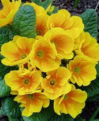 Yellow Flowers Yellow Flowers Yellow Flowers Names Beautiful Flowers