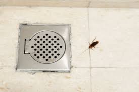 Like cockroaches they reproduce quickly and produce allergens. Specificities Of Tiny Black Bugs In Bathroom Tips To Get Rid Of