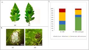 Image result for tomato seedling pseudomonas syringae pv tomato symptoms
