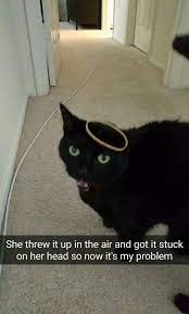 21 Hilariously Wtf Things Cats Have Actually Done Happy Birthday Funny Cats Cat Has Fleas Cat Love