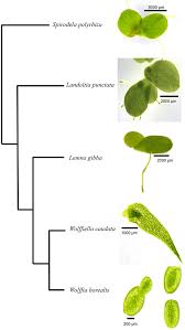 Image result for Wolffiella