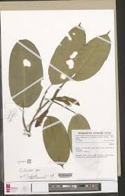 Image result for Culcasia falcifolia