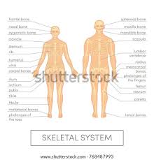 Begins with the structural characteristics of bones and muscle mass. Anatomy And Physiology
