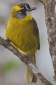 Bird With Yellow Stripe On Head Yellow Eared Bulbul With Images Birds Beautiful Birds Bulbul