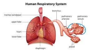 We did not find results for: Types Of Mesothelioma Accidentattorneys Org