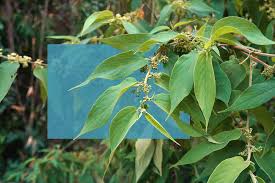 Image result for Grewia micrantha