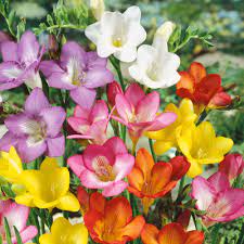 Freesia Mixed Flowers For Su Bulb Flowers Flowers Herbaceous Border