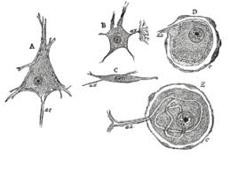 Animal cell meaning in tamil. Ganglion Cell Meaning In Tamil