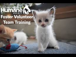 San diego pet rehoming services. San Diego Humane Society Foster Training Youtube