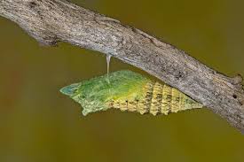 What will happen inside the chrysalis. Anise Swallowtail Butterfly Caterpillar In Chrysalis Stage Photograph By Buddy Mays