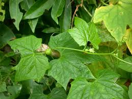 Image result for Diplocyclos