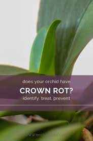 Are Your Orchid Leaves Falling Off Your Orchid Could Have Crown Rot Discover How To Identify Treat And Prevent O Orchid Plant Care Orchid Leaves Orchid Roots