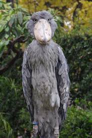 Creepy Bird With Big Mouth Pin By Therese On Shoebill Funny Birds Weird Birds Shoebill