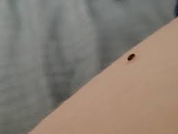 You can identify these bugs by their these insects are masters of disguise. N Carolina What Are These Tiny Black Jumping Bugs Often Seen On My Socks Of All Things Whatsthisbug