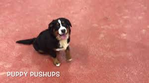 We did not find results for: 5 Month Old Bernese Mountain Dog Chloe 2 Week Board Train Northern Virginia Dog Trainers Youtube
