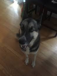 Usually known as the most difficult or most challenging part of adopting a pet, the adoption process is actually pretty easy once you get to know what to expect. Rehoming Your Dog In Ellsworth Me Rehome By Adopt A Pet Com