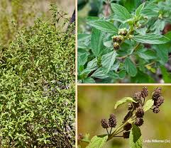 Image result for Lippia javanica