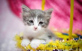 1 minute ago last post: Grey And White Kitten On Yellow Basket Hd Wallpaper Wallpaper Flare