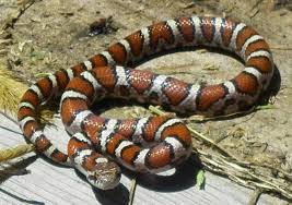 Eastern Milk Snake Wikipedia