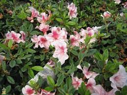 Autumn Chiffon Encore Azalea Azalea Flower Azaleas Trees To Plant