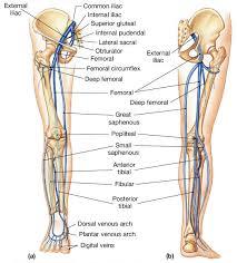 Venous Drainage Of The Lower Extremity Anatomy Medbullets Step 1 Taking into account the body parts poster, teacher will ask students to name and point out some body parts seen. venous drainage of the lower extremity