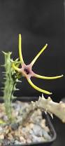 Image result for Orbea lugardii