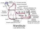 Mandibule pdia