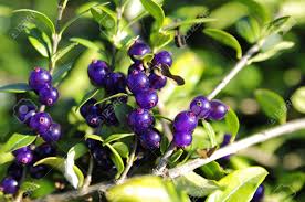 Known for its peeling bark. Small Purple Fruits In A Bush Stock Photo Picture And Royalty Free Image Image 16431761