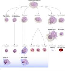 Bone Marrow Disorders Lab Tests Online Bone Marrow Disorders Bone Marrow Myeloproliferative Neoplasms