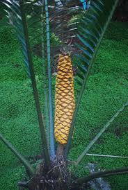 Image result for Encephalartos villosus