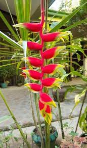 ► flowers of gliricidia sepium (philippines)‎ (16 f). 220 A Taste Of The Philippines Ideas Philippines Philippines Travel Places To Travel