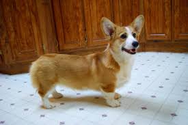 The pembroke welsh corgi is moderately long and low, less heavily boned than the cardigan welsh corgi. 6 Month Red And White Pembroke Welsh Corgi Corgi Corgi Sploot Crazy Corgi