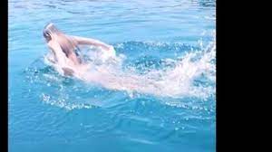 Публикация от diletta leotta (@dilettaleotta) 15 авг 2018 в 4:54 pdt. Diletta Leotta E Pronta Per I Campionati Mondiali Di Nuoto Video Gazzetta It