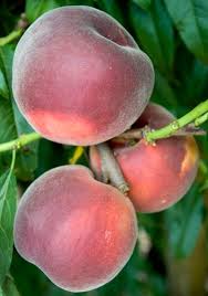 Image result for Peach Melba Yellow 1977 Holden Fleet