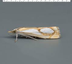 Image result for Catoptria pinella