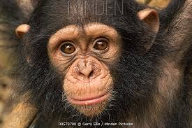 Little Larry Goes to School