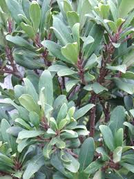 Image result for Rapanea melanophloeos