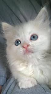 Begin by learning about the various adoption options to determine which ones are most likely to result in the outcome. Adopt Pearl On Pets Cute Animals Cats Kittens