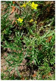 Image result for Diplotaxis tenuifolia