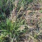 Image result for Sporobolus stapfianus